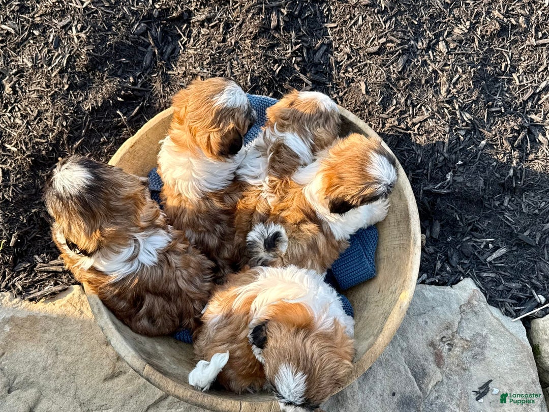 Shih Tzu dogs for sale: Ares - Image 1