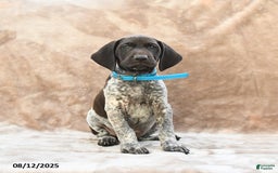 German Shorthaired Pointer dogs for sale: Seattle - Image 5
