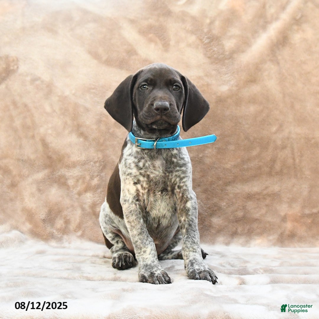 German Shorthaired Pointer dogs for sale: Seattle - Image 5