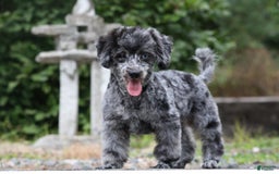Havapoo dogs for sale: Poppy - Image 16