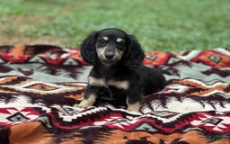 Miniature Dachshund dogs for sale: Smokey - Image 3