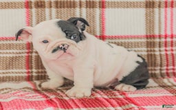 English Bulldog dogs for sale: Max - Image 10