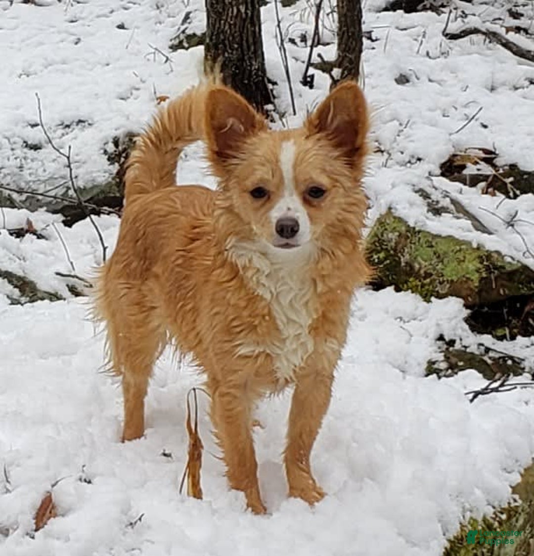 Chihuahua dogs for sale: Luca - Image 8