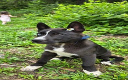 Dutch Shepherd dogs for sale: Puppy - Image 5