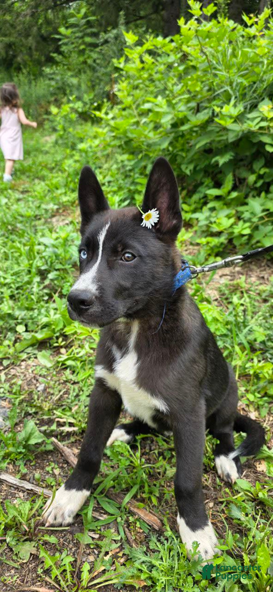 Dutch Shepherd dogs for sale: Puppy - Image 5