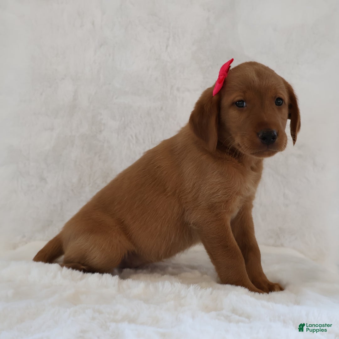 Labrador Retriever dogs for sale: Molly - Image 3