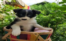 Border Collie dogs for sale: Sabrina Barkenter - Image 5