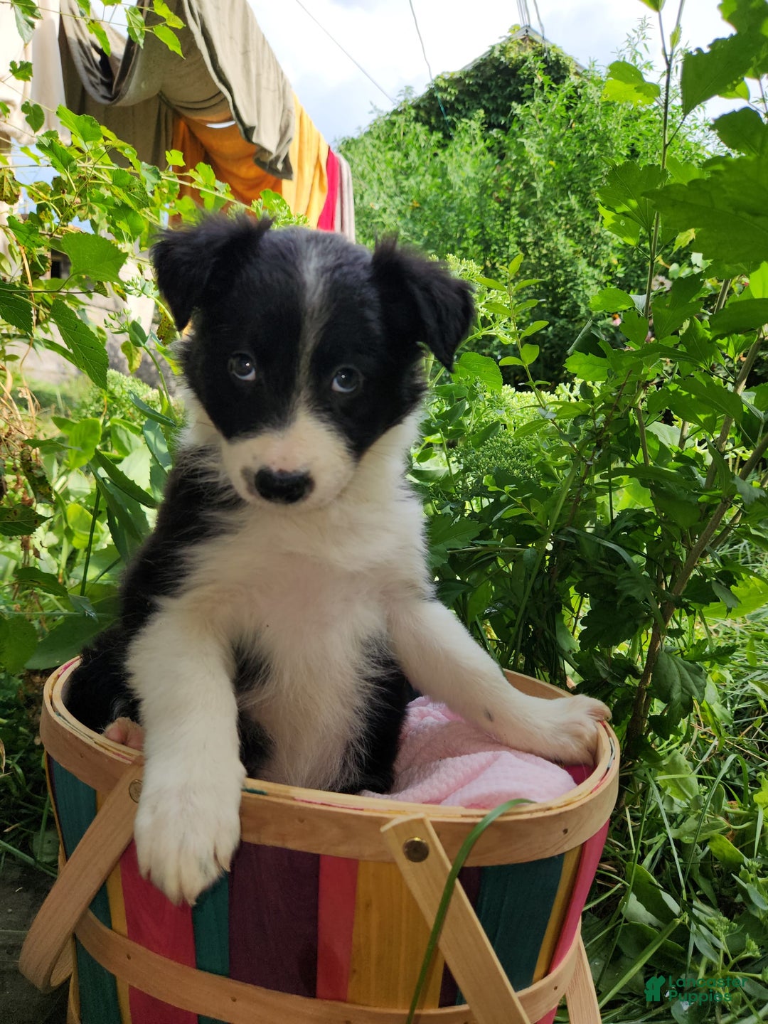 Border Collie dogs for sale: Sabrina Barkenter - Image 5