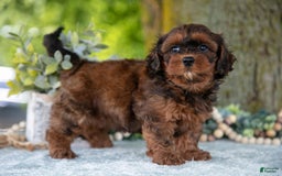 Shihpoo dogs for sale: Maylin - Image 5