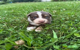 Australian Shepherd dogs for sale: Australian Shepherd 4 puppies - Image 14