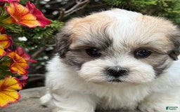 Teddy Bear dogs for sale: Razzle - Image 9