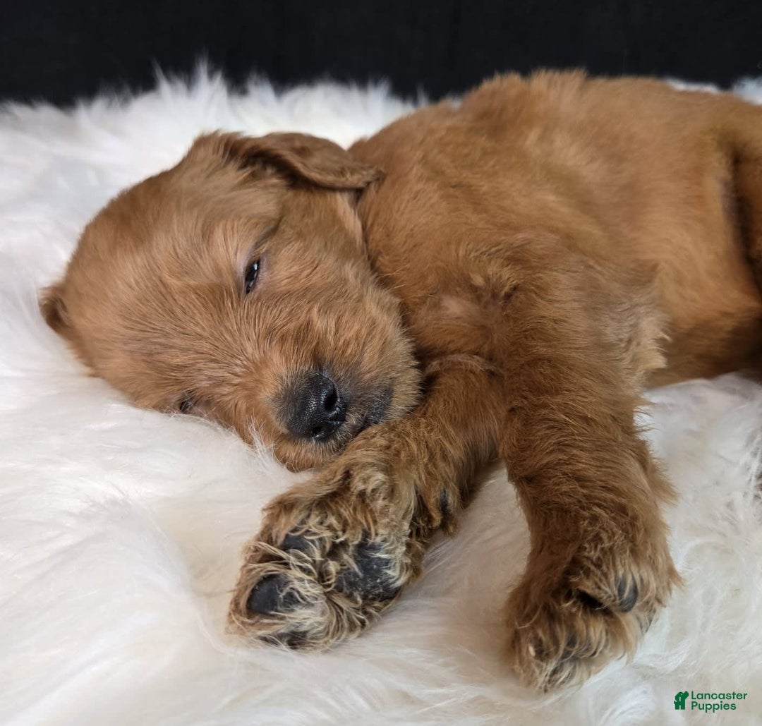 Goldendoodle dogs for sale: Rosie - Image 4