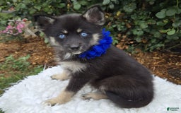 Pomsky dogs for sale: Tammy - Image 1