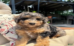 Mini Goldendoodle dogs for sale: Bensley - Image 1