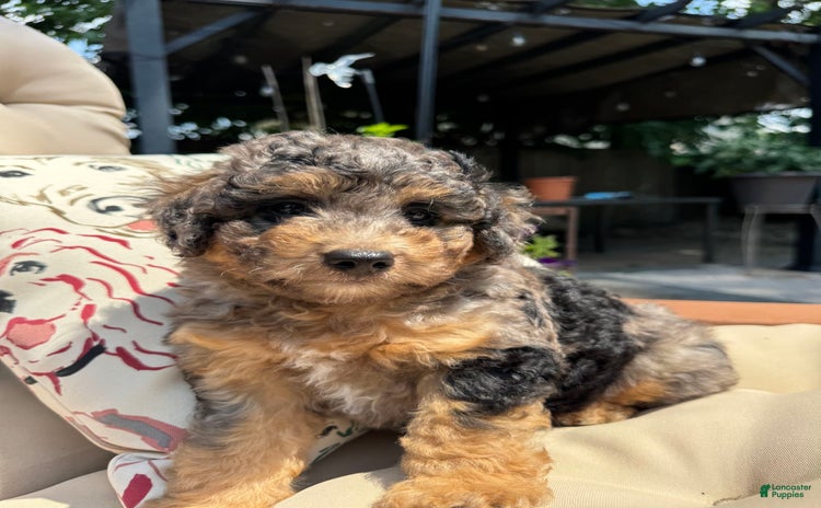 Mini Goldendoodle dogs for sale - Ad 1
