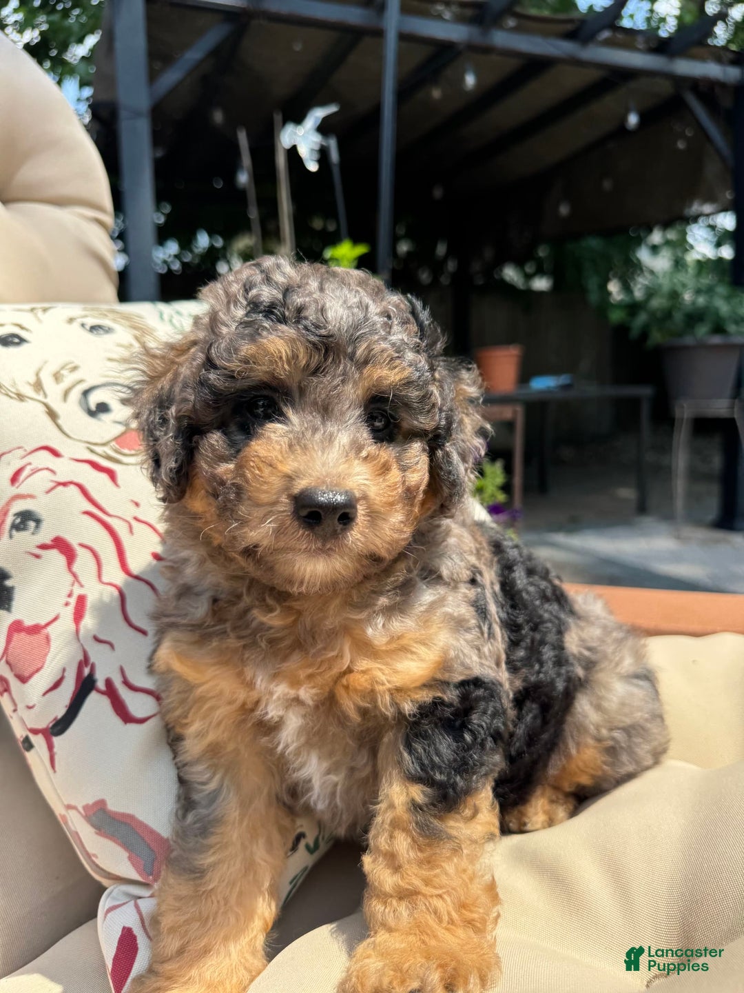 Mini Goldendoodle dogs for sale: Bensley - Image 1