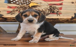 Beagle dogs for sale: Benny - Image 3