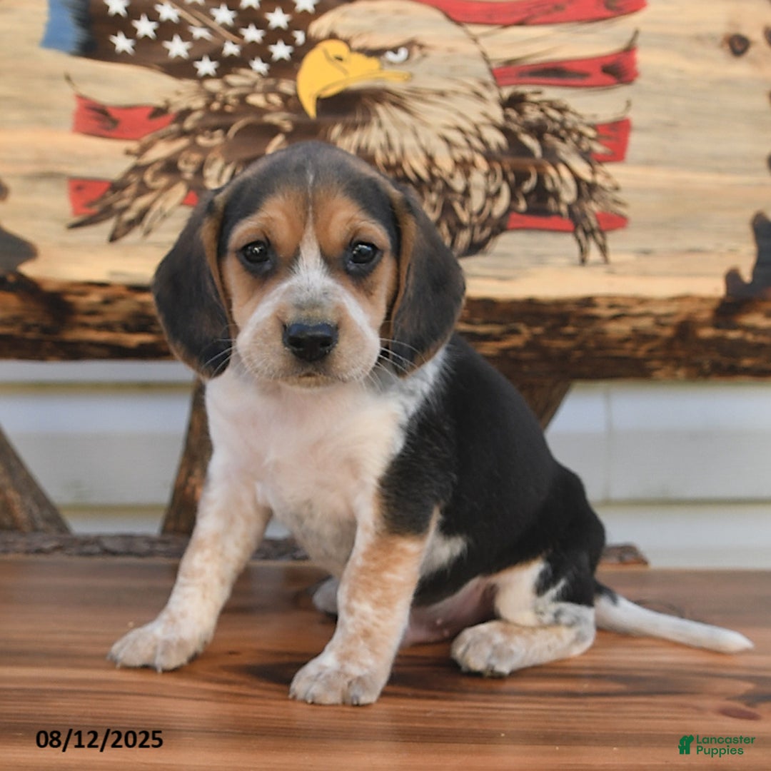 Beagle dogs for sale: Benny - Image 3