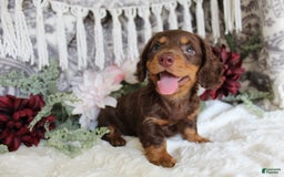 Miniature Dachshund dogs for sale: Gilbert - Image 3