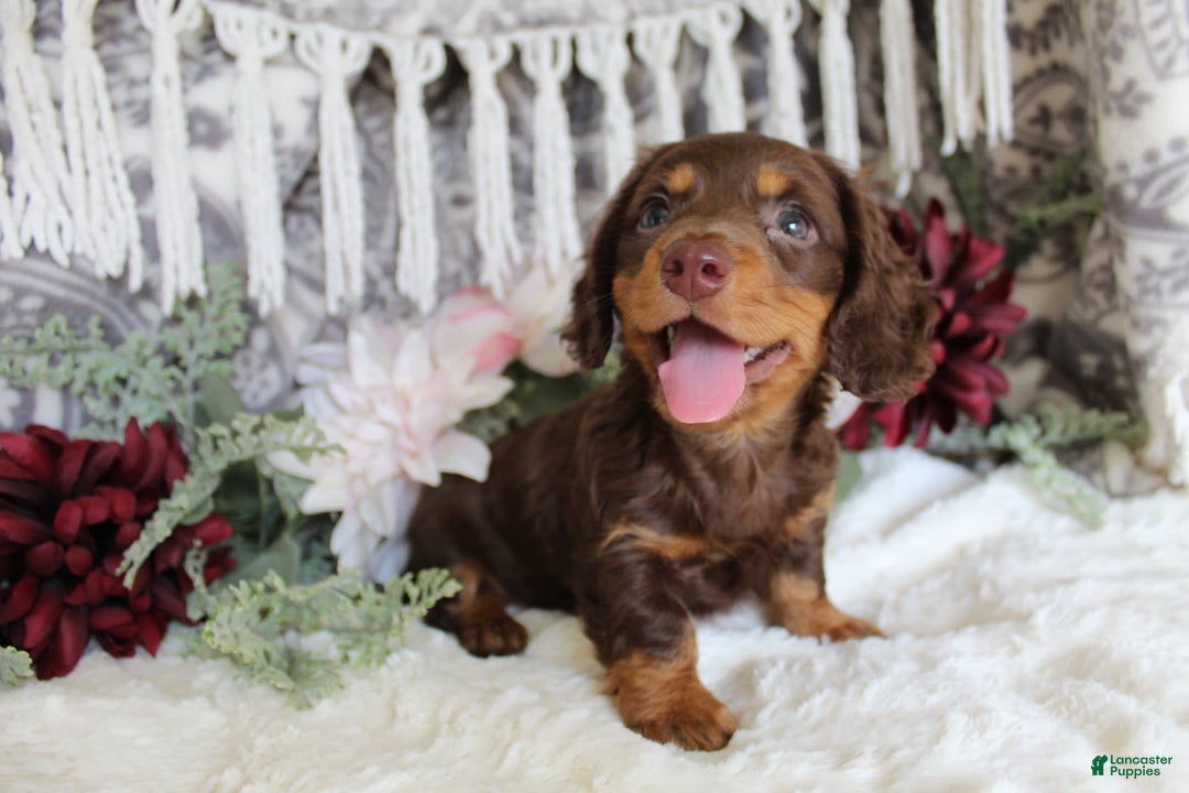 Miniature Dachshund dogs for sale: Gilbert - Image 3