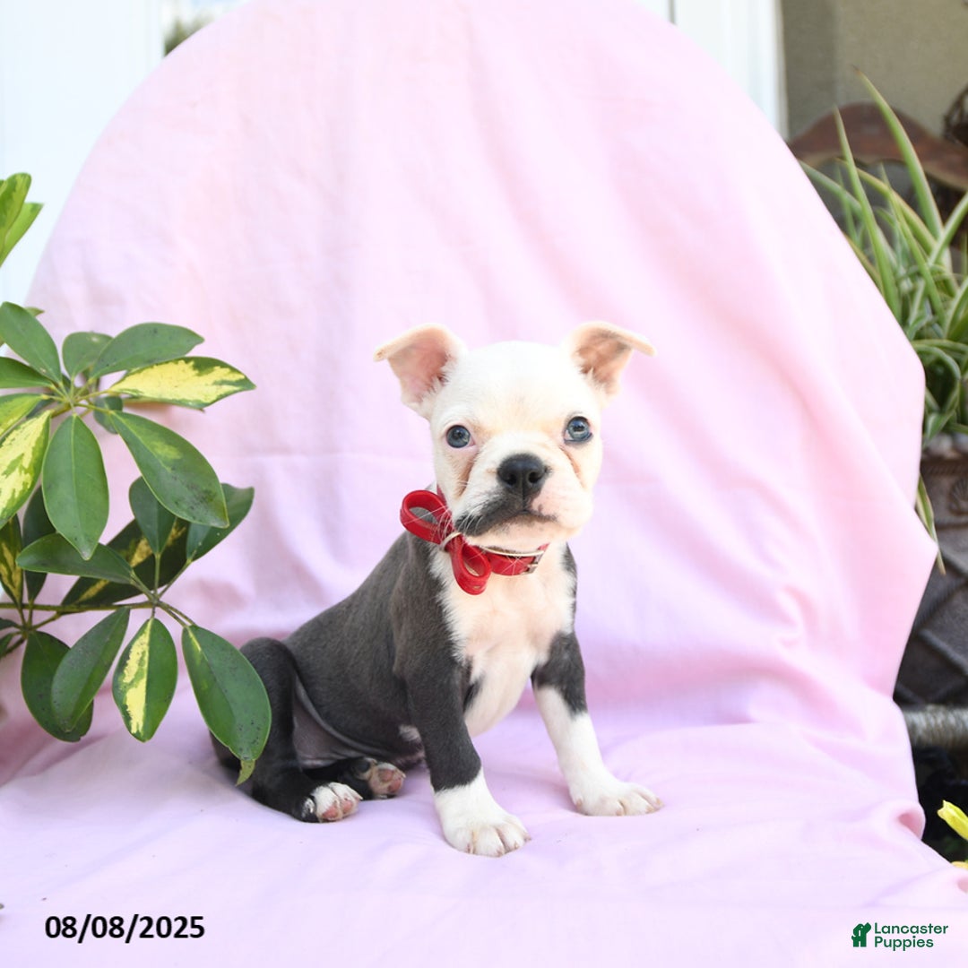 Boston Terrier dogs for sale: Boston Terrier 4 puppies - Image 1