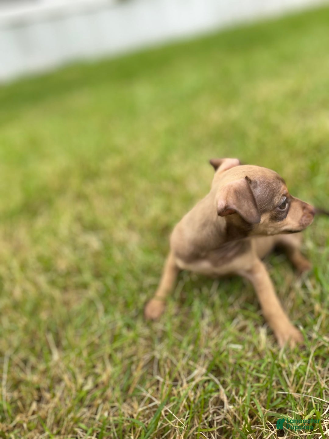 Chihuahua dogs for sale: Peanut - Image 2