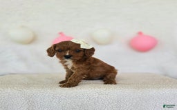 Cavapoo dogs for sale: Summer - Image 4