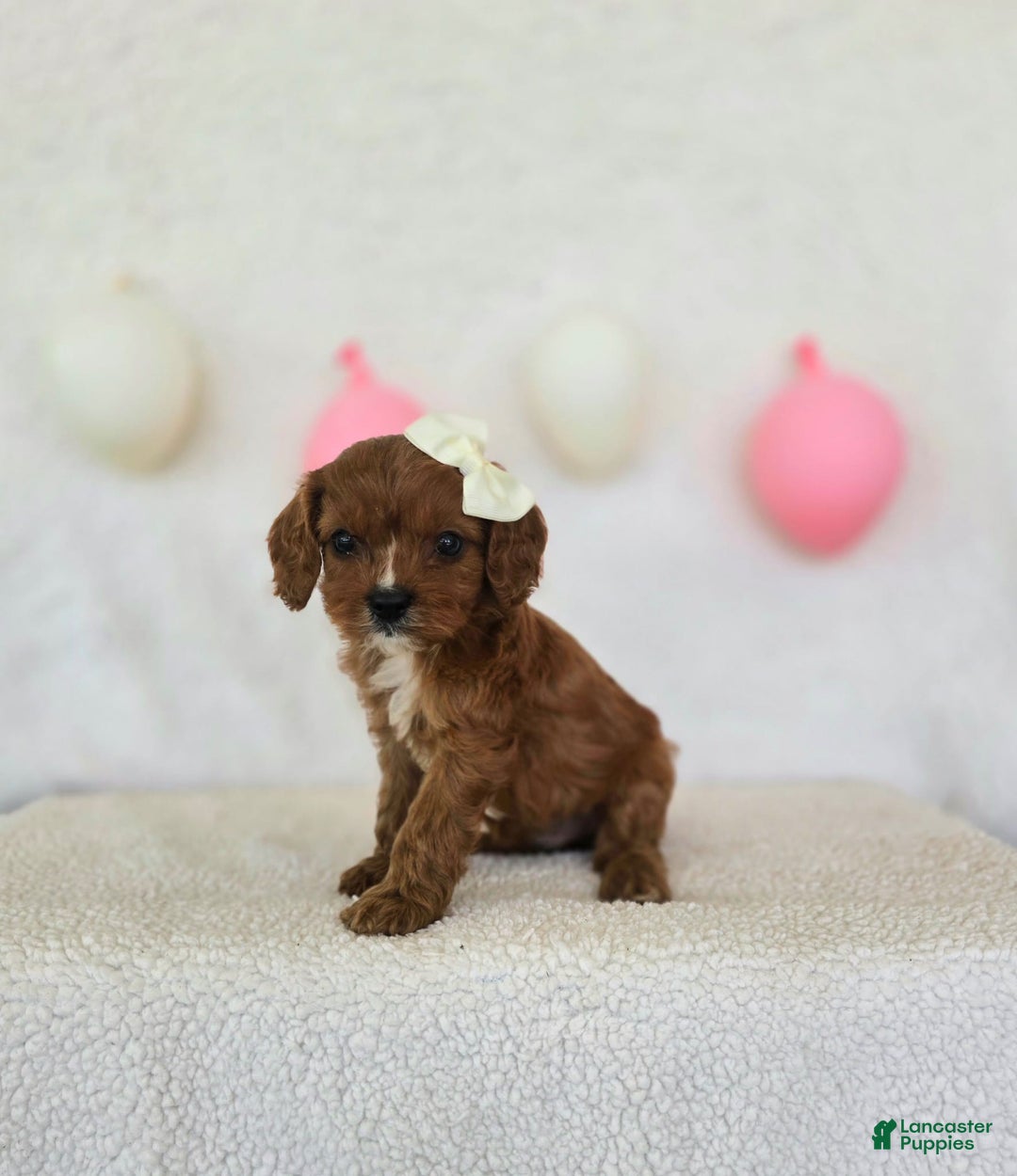 Cavapoo dogs for sale: Summer - Image 4
