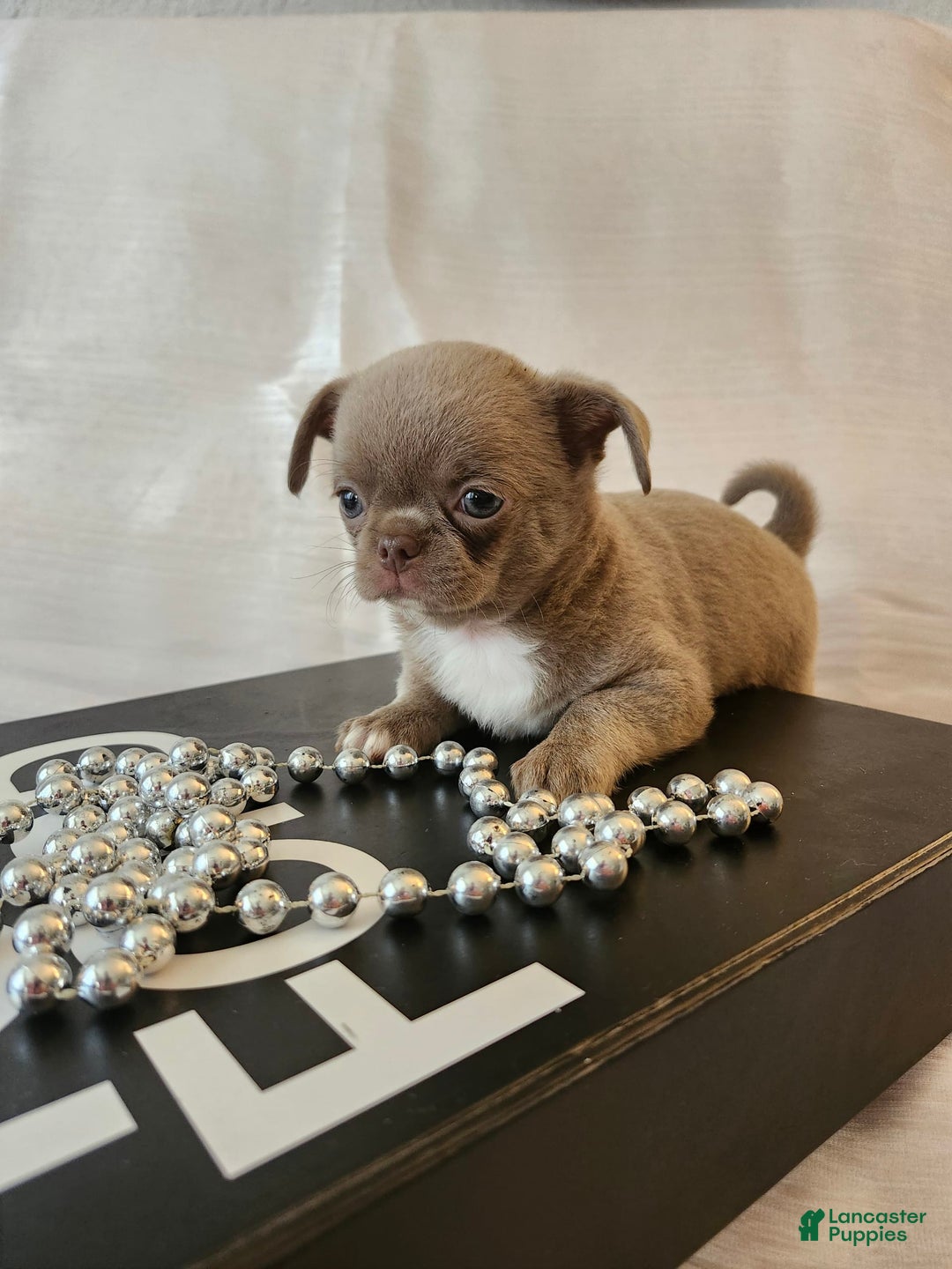 Chihuahua dogs for sale: Lord - Image 8