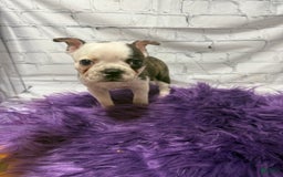 Boston Terrier dogs for sale: Juliet - Image 4