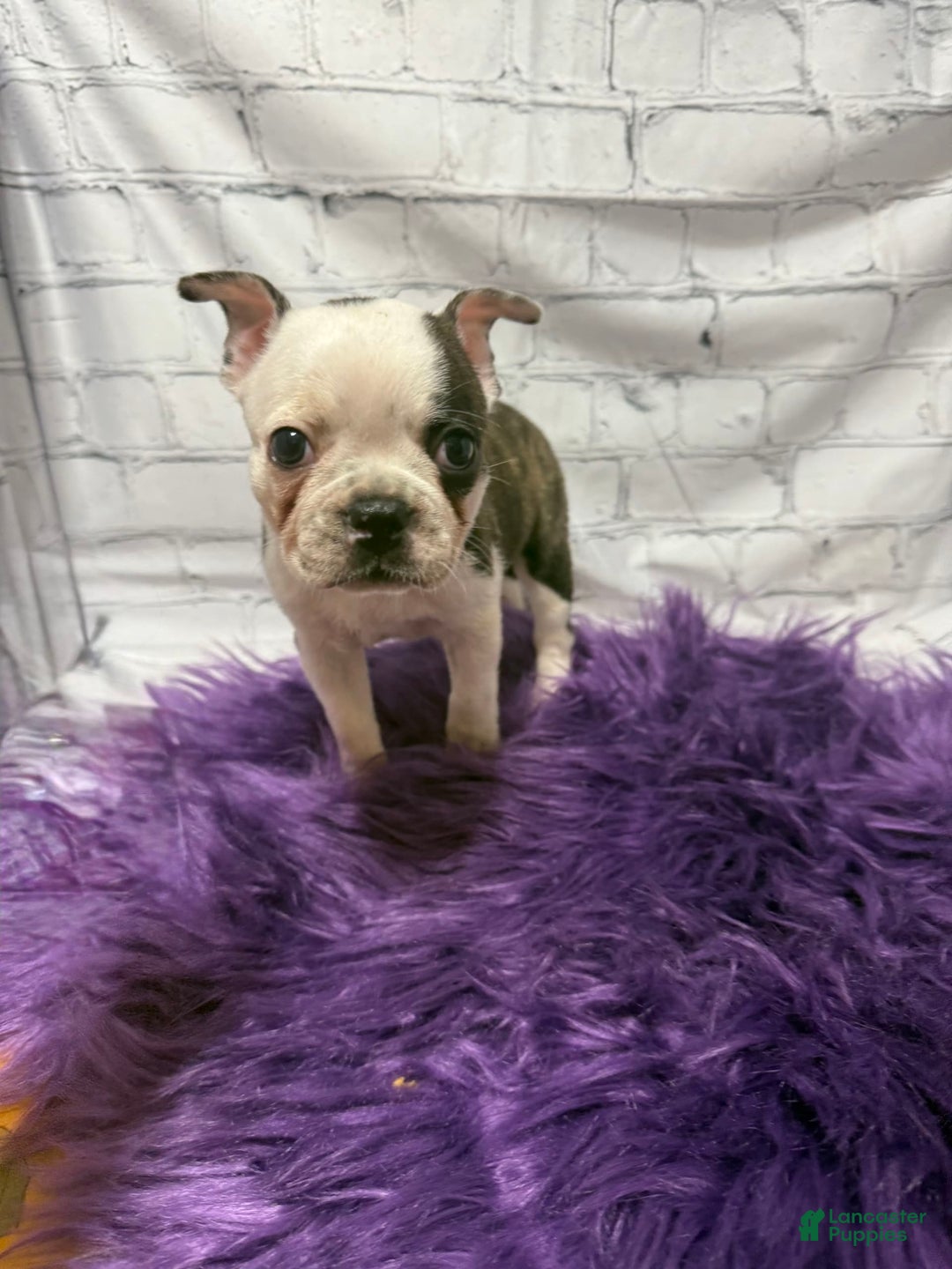 Boston Terrier dogs for sale: Juliet - Image 4