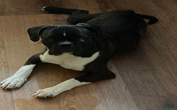 Boston Terrier dogs for sale: Winston - Image 6