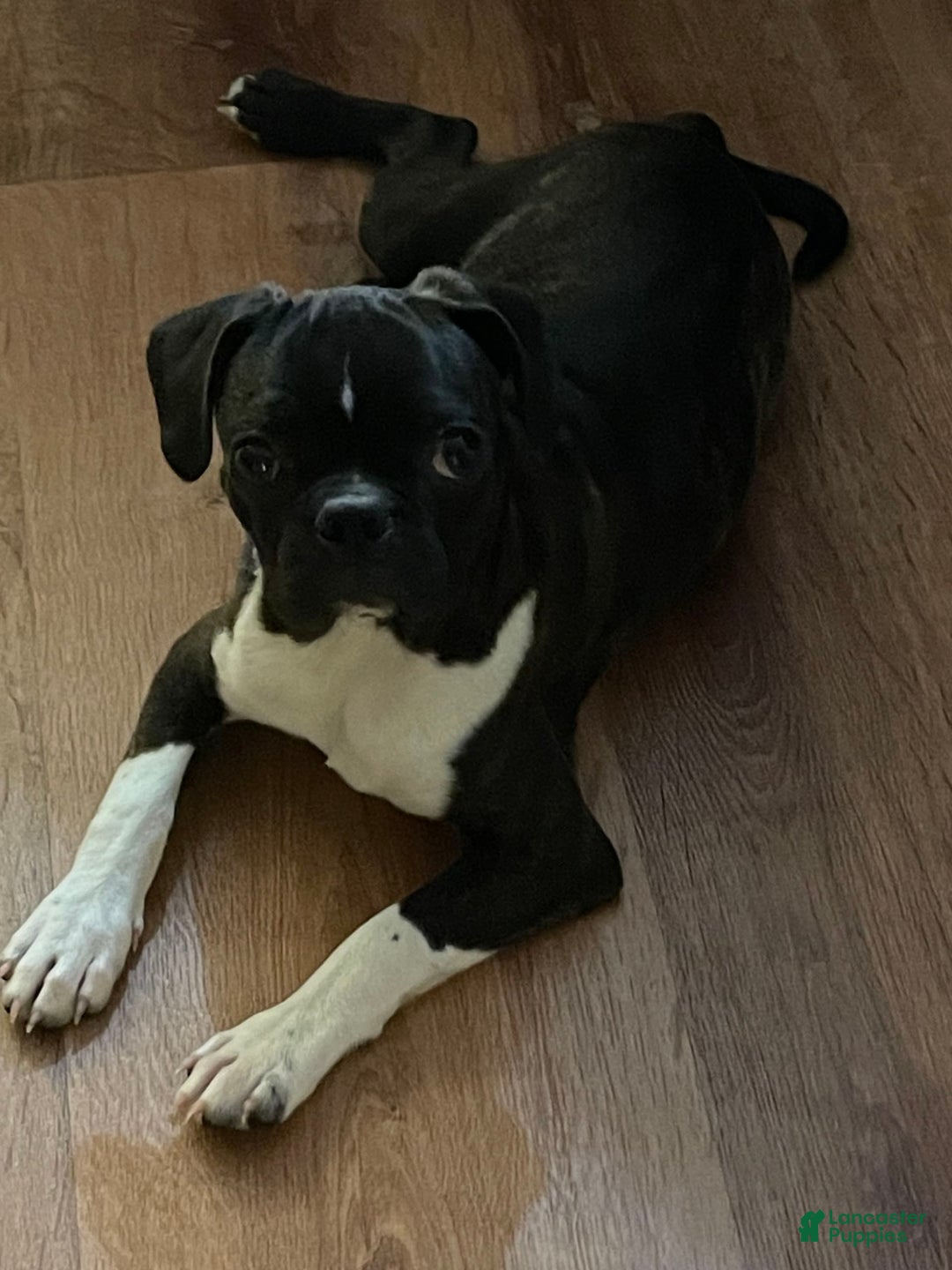 Boston Terrier dogs for sale: Winston - Image 6