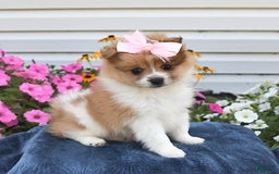 Pomeranian dogs for sale: Tammy - Image 1