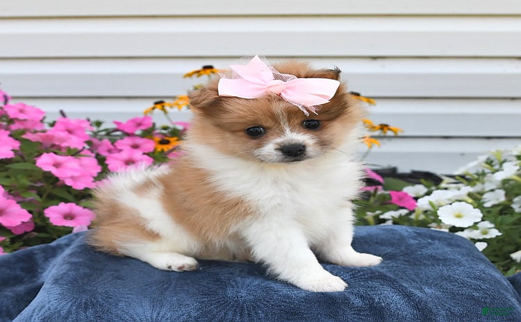 Pomeranian dogs for sale - Ad 3