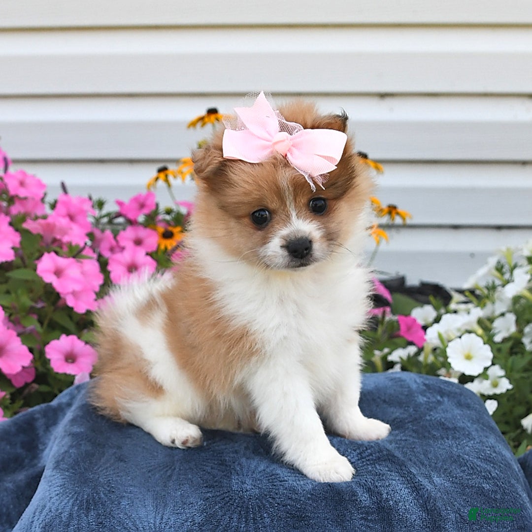 Pomeranian dogs for sale: Tammy - Image 1