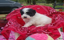 Toy Poodle dogs for sale: Blondie - Image 3