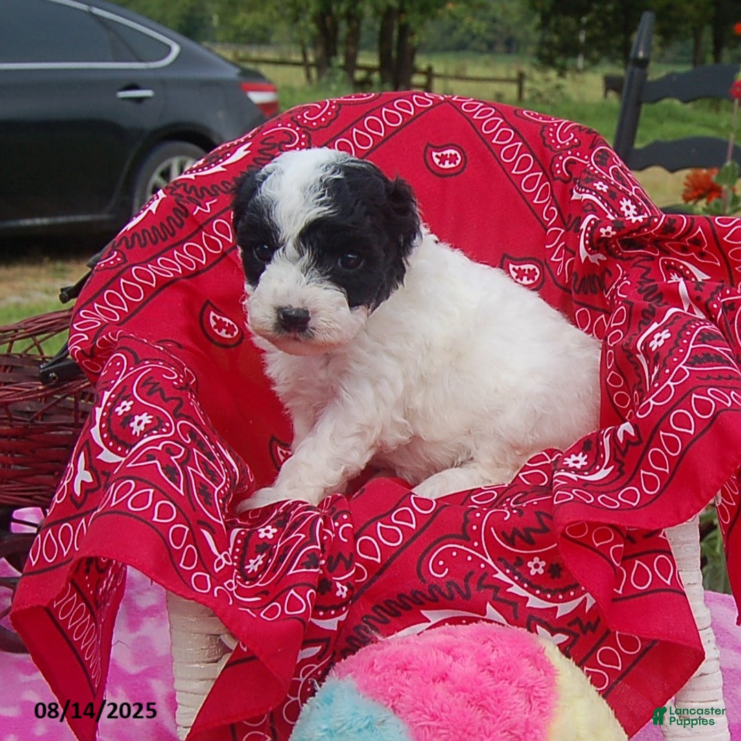 Toy Poodle dogs for sale: Blondie - Image 3