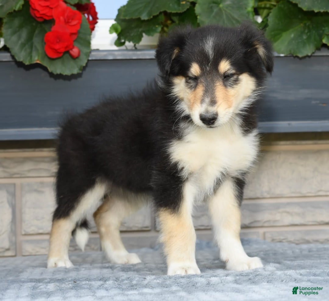 Collie dogs for sale: Patsy - Image 6