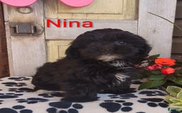 Shih Tzu dogs for sale: Nina - Image 4