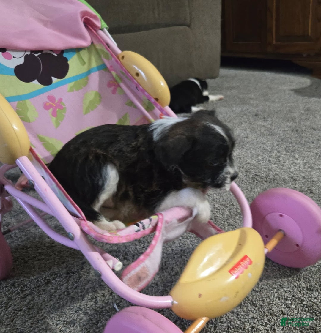 Boston Terrier dogs for sale: Mason - Image 12