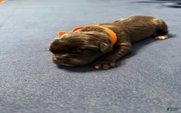 Cane Corso dogs for sale: Soni - Image 2