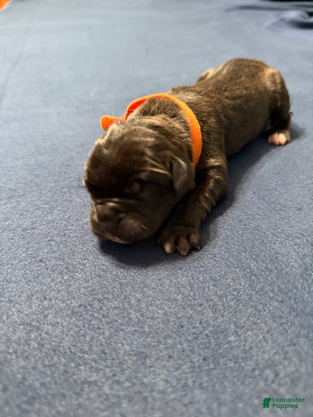 Cane Corso dogs for sale: Soni - Image 2