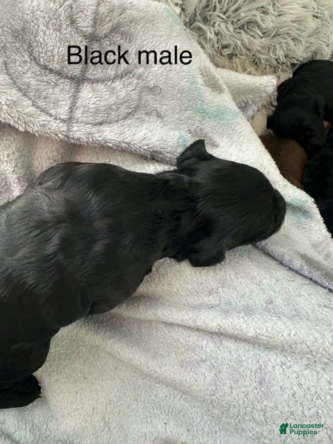 Mini Goldendoodle dogs for sale: Males Litter 2 - Image 6