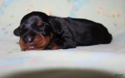 Dachshund dogs for sale: Raven Boy 1 - Image 5