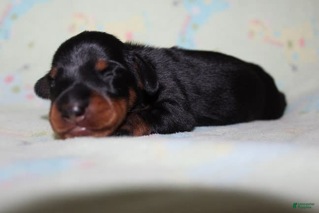 Dachshund dogs for sale: Raven Boy 1 - Image 5