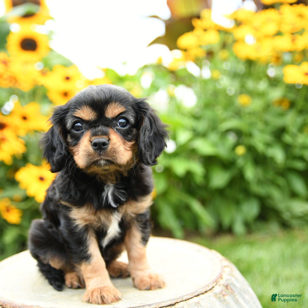 Cavalier King Charles Spaniel dogs for sale: Maddie - Image 5