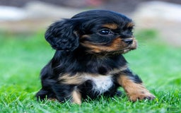 Cavalier King Charles Spaniel dogs for sale: Archie - Image 2