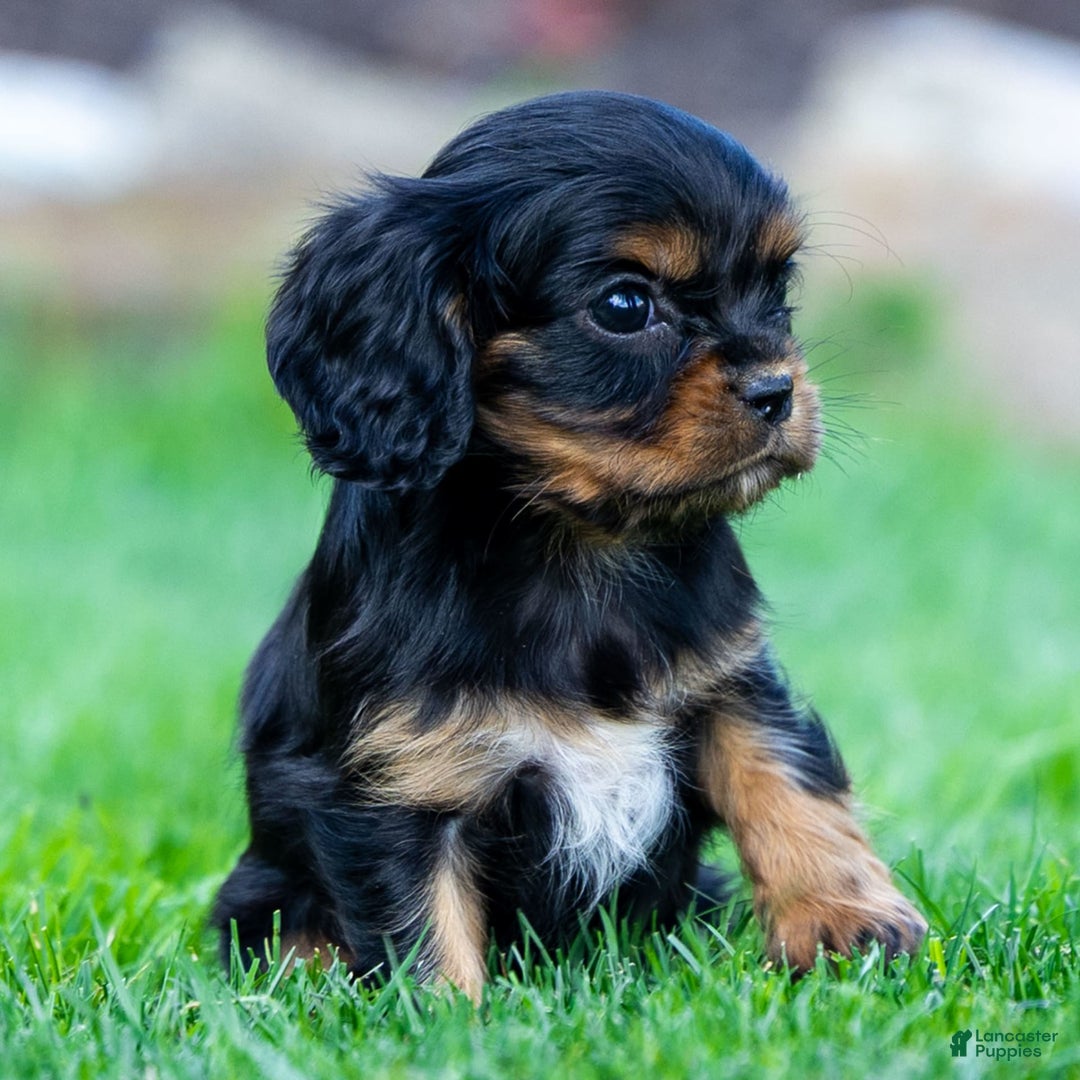 Cavalier King Charles Spaniel dogs for sale: Archie - Image 2