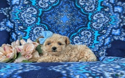 Maltipoo dogs for sale: Jocelyn 5 Lbs Full Grown - Image 7